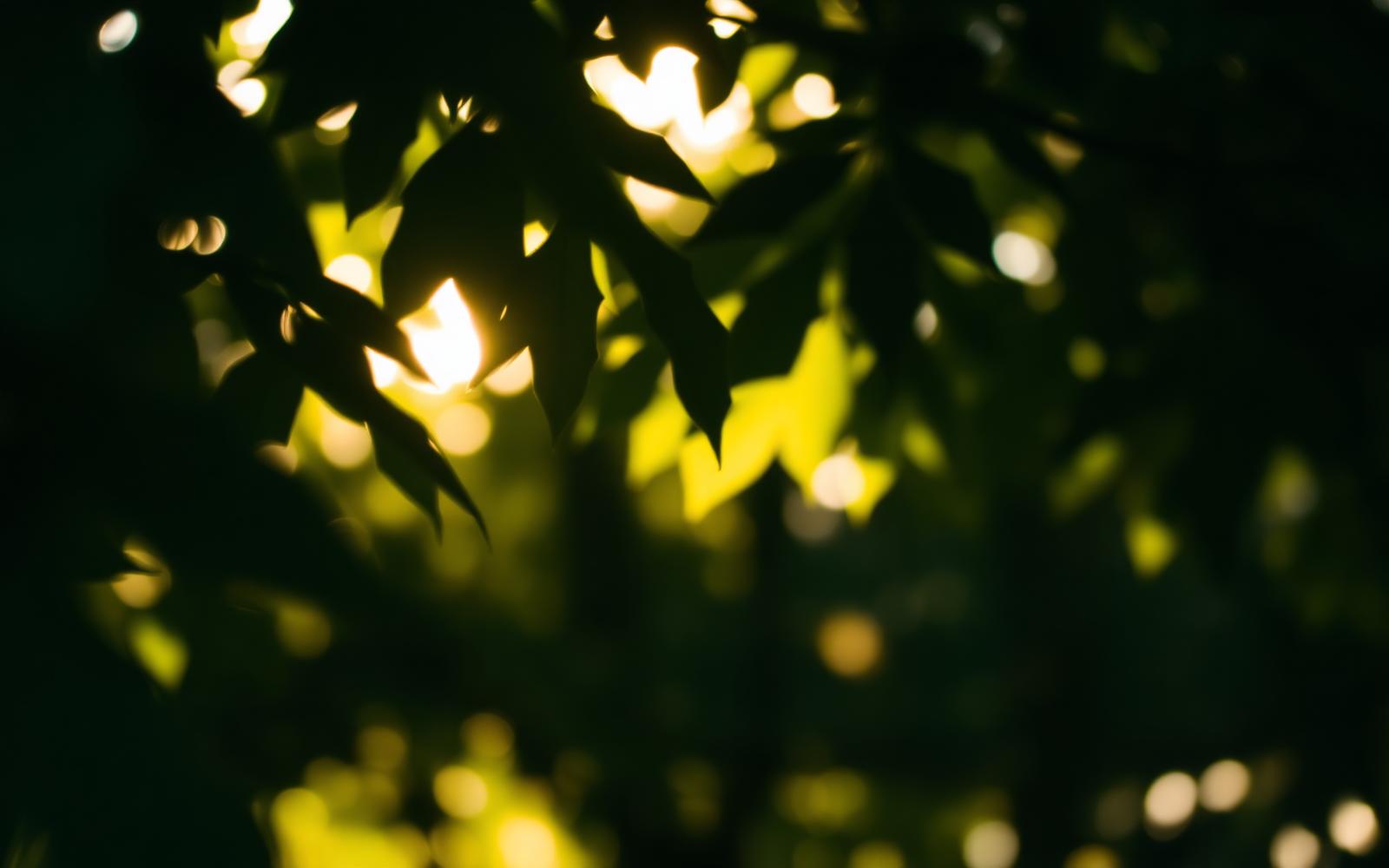 Sunlight through forest leaves